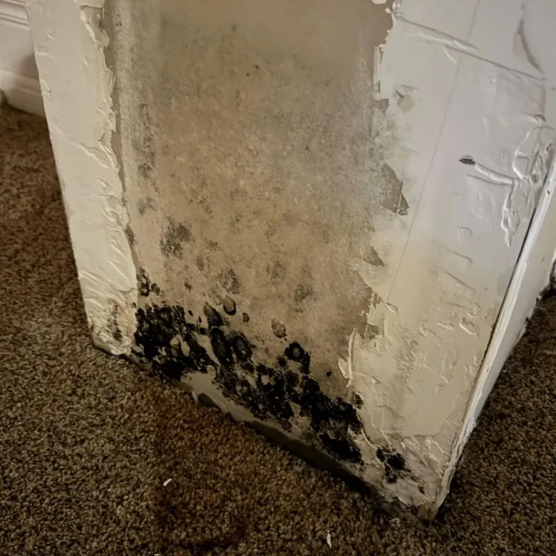 Professional Mold Removal in Petersburg, IL